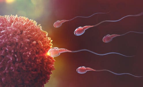 <span class="caption">Sperm actually move like a spinning top.</span> <span class="attribution"><a class="link " href="https://www.shutterstock.com/image-illustration/sperm-egg-cell-natural-fertilization-3d-1077682163" rel="nofollow noopener" target="_blank" data-ylk="slk:Yurchanka Siarhei/ Shutterstock;elm:context_link;itc:0;sec:content-canvas">Yurchanka Siarhei/ Shutterstock</a></span>