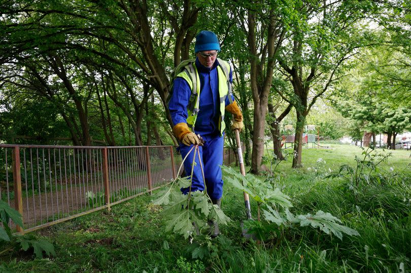Ben Morris pulls out hogweed from a playground in Brent in north London, Britain 25 April 2024. Facundo Arrizabalaga/MyLondon