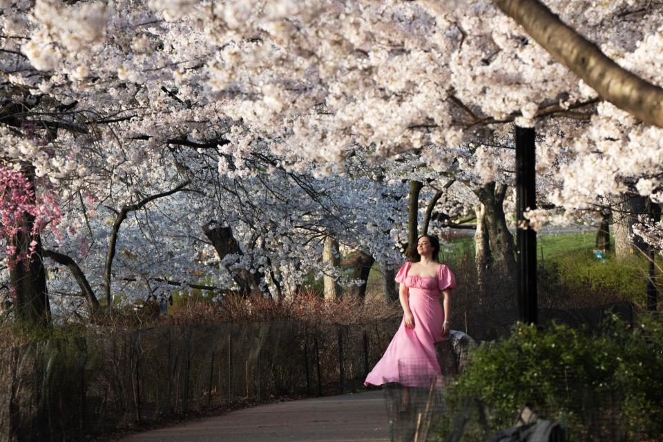 Cherry Blossom trees in full bloom at Branch Brook Park in Newark, NJ on Tuesday April 9, 2024. The Essex County park has a collection of 18 varieties of Japanese Flowering Cherry Blossom trees; with 5,300 trees it is the largest collection of trees in the United States.