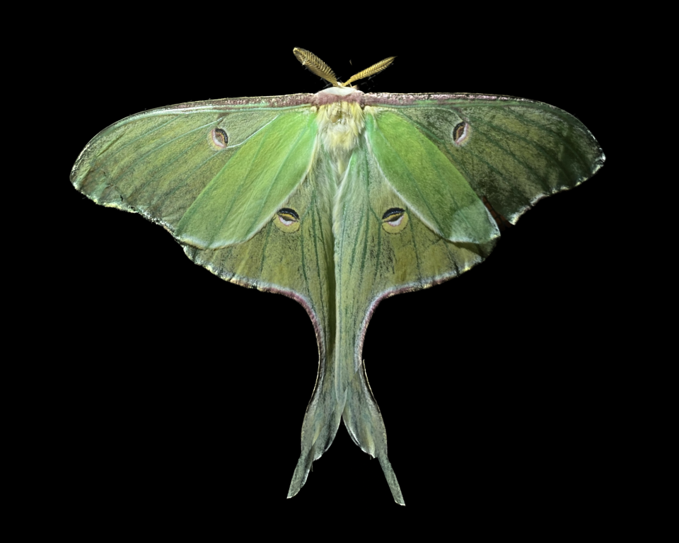 Luna moths, one of the most beautiful of U.S. moths, are sometimes seen during daylight but typically fly at night.