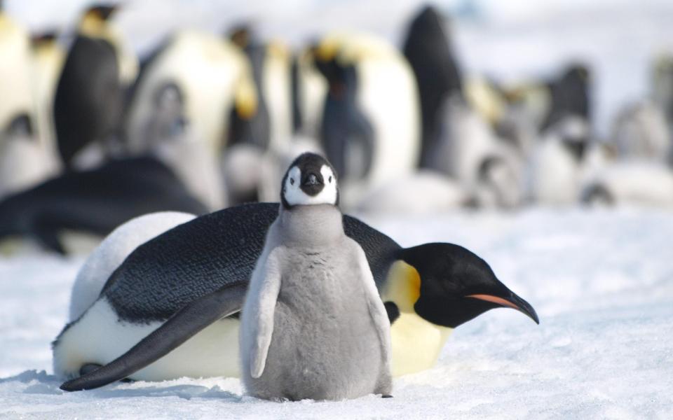 Emperor penguins at Halley Bay, Antarctica  - Peter Fretwell / British Antarctic Survey 