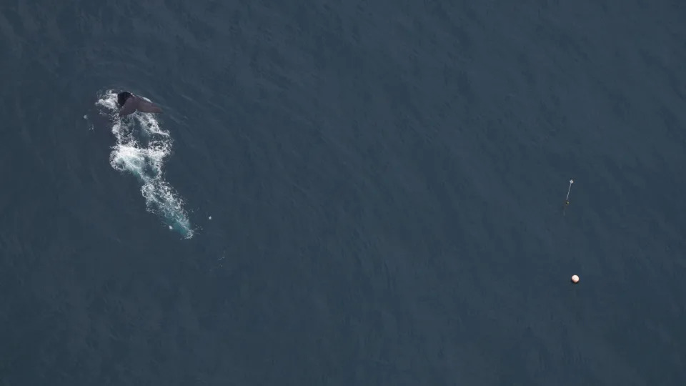 A right whale photographed near fishing gear south of Long Island. / Credit: New England Aquarium