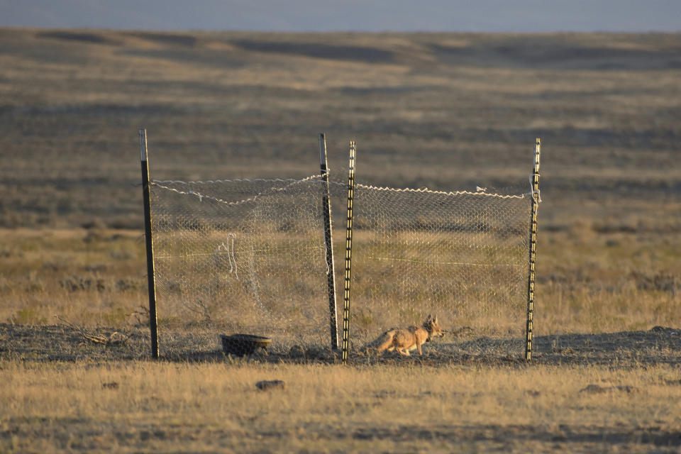 A swift fox is seen in a temporary holding pen prior to being released on the Fort Belknap Indian Reservation, Sept. 28, 2022, near Fort Belknap Agency, Mont. Native species such as swift foxes and black-footed ferrets disappeared from the Fort Belknap Indian Reservation generations ago, wiped out by poisoning campaigns, disease and farm plows that turned open prairie where nomadic tribes once roamed into cropland and cattle pastures. (AP Photo/Matthew Brown)