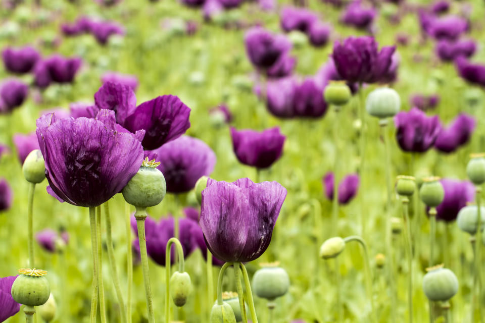 Los opioides son una clase de medicamentos que se encuentran naturalmente en las amapolas, las mismas que se usan para producir heroína. (Foto: Getty)