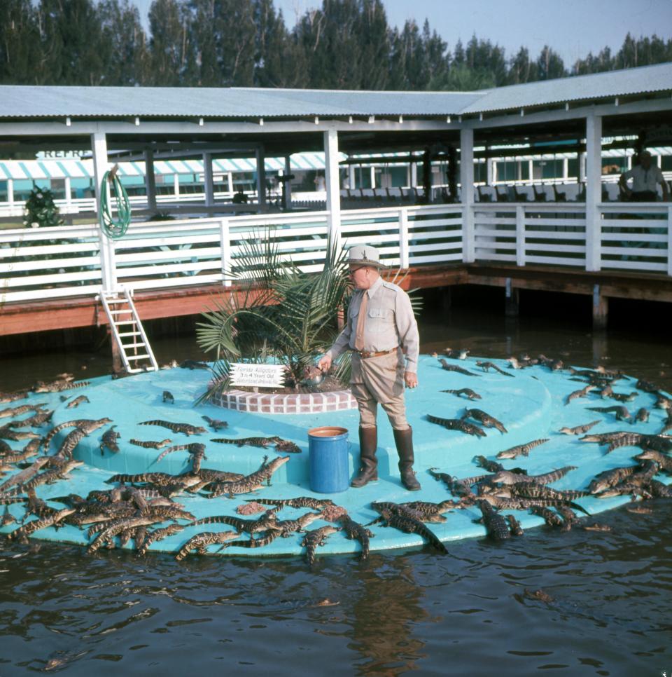 Owen Godwin, the founder of Gatorland, feeds scores of alligators at the park.