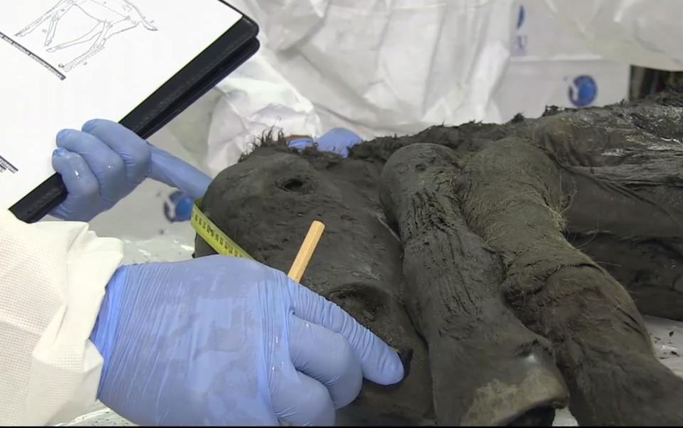 In this image made from video, scientists examine the fossil of a horse in Yakutia, Russia, Thursday, Aug. 23, 2018. Russian scientists have found the carcass of an ancient foal perfectly preserved in Siberian permafrost. The fossil discovered in the region of Yakutia has its skin, hair, hooves and tail preserved. Scientists from Russia's Northeast Federal University said Thursday that the foal is estimated to be 30,000 to 40,000 years old. (AP Photo)
