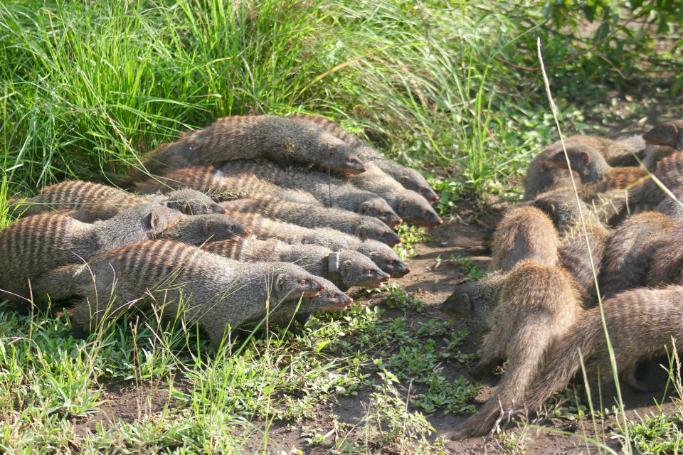 In this May 2016 photo provided by the Banded Mongoose Research Project in November 2020, two banded mongoose groups form battle lines during an intergroup encounter in Queen Elizabeth National Park, Uganda. When families of banded mongooses prepare to fight, they form battle lines. Each clan of about 20 animals stands nose to nose, their ears flattened back, as they stare down the enemy. A scrubby savannah separates them, until the first animals run forward. (Dave Seager/Banded Mongoose Research Project via AP)