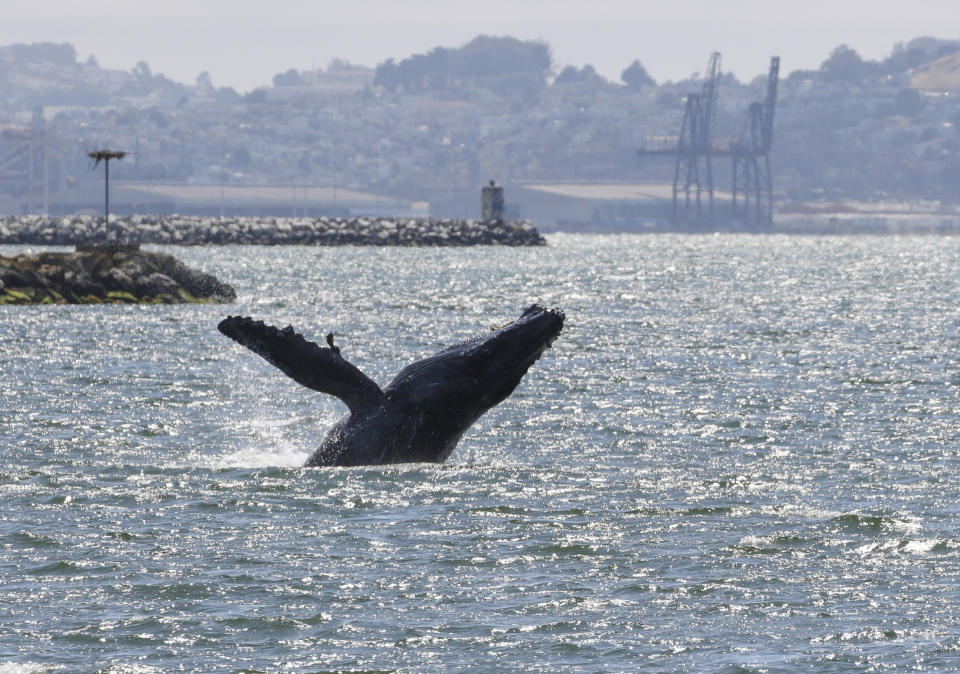 This June 2, 2019, photo provided by the Marine Mammal Center shows a humpback whale in Alameda, Calif. The humpback whale has become an unusual presence in San Francisco Bay. The San Francisco Chronicle reported Friday, June 14, that the humpback has remained in the waters near Alameda for more than two weeks. The Marine Mammal Center asks the public not to approach the whale. (Bill Keener/Marine Mammal Center via AP)
