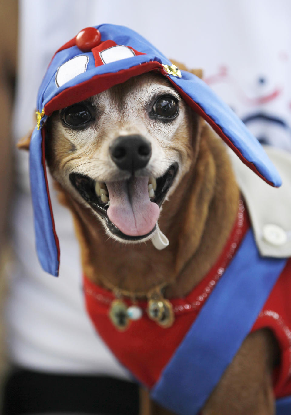 A disguised dog is seen during the "Blocao" dog carnival parade in Rio de Janeiro, Brazil, Sunday, Feb. 12, 2012. (AP Photo/Silvia Izquierdo)