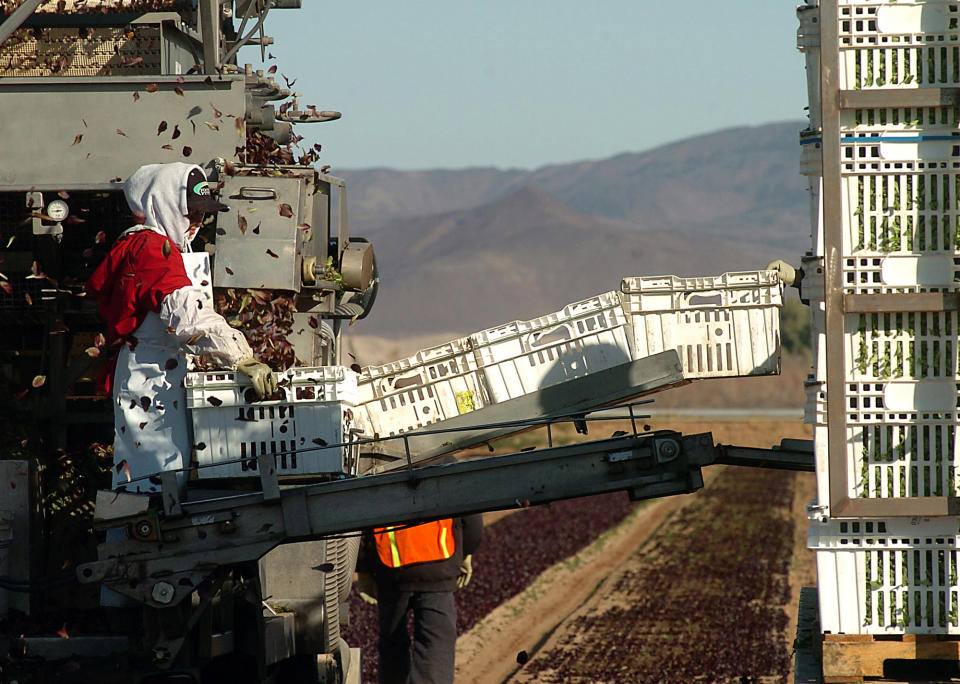 Lettuce is harvested and placed in containers in Yuma, Ariz. (Alfred J. Hernandez / AP)