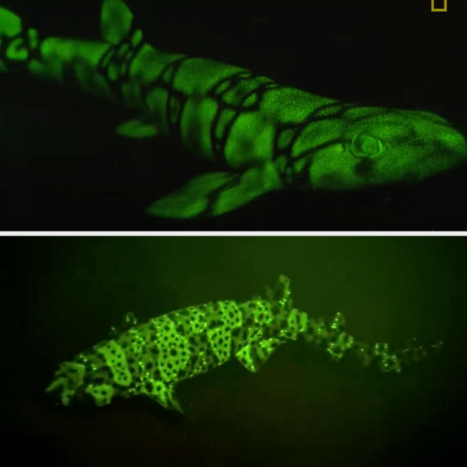 A glowing patterned shark is shown in two images, both illuminated to highlight bioluminescent features