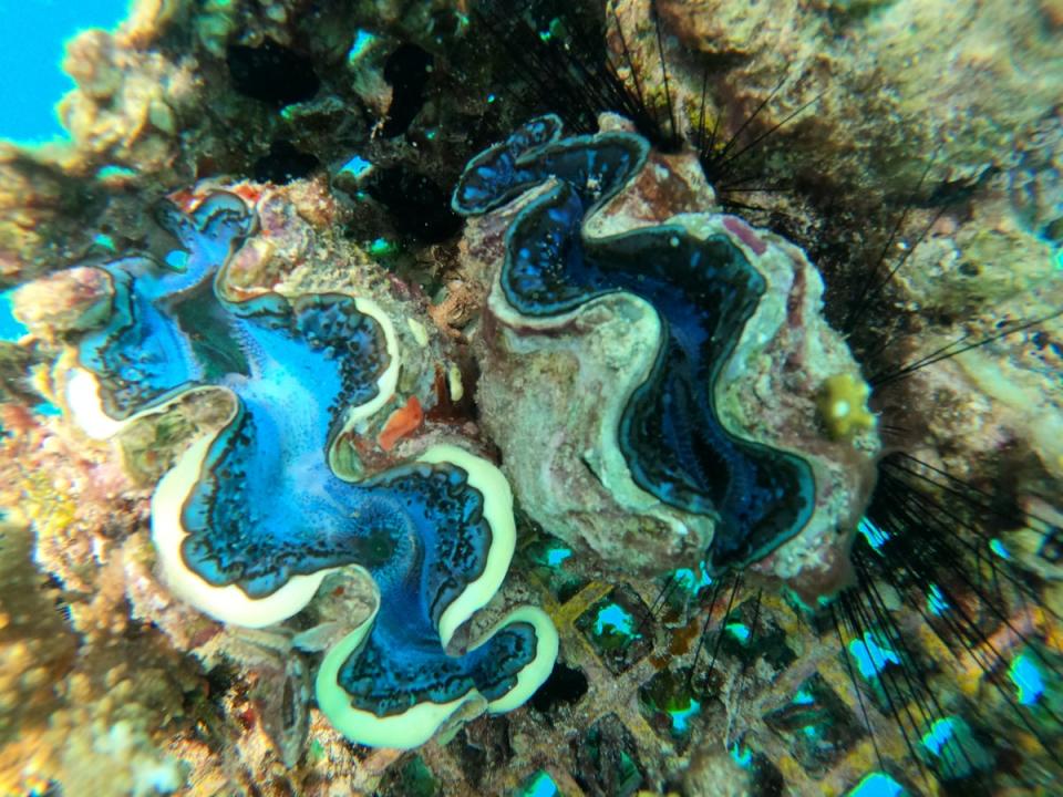 The corals growing in the Red Sea’s nurseries are as dazzling as they are diverse (Red Sea Global)