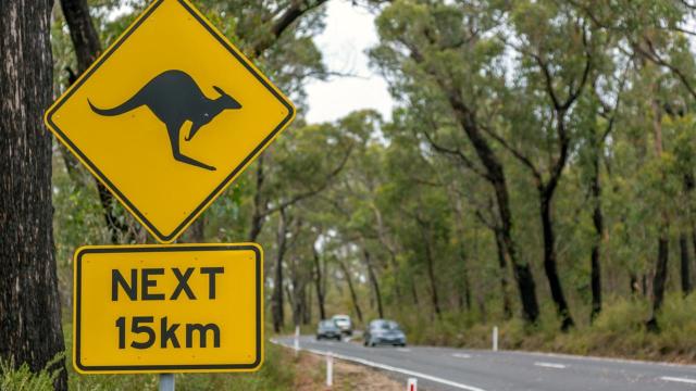 Kangaroo Road Sign in Forest, Australia