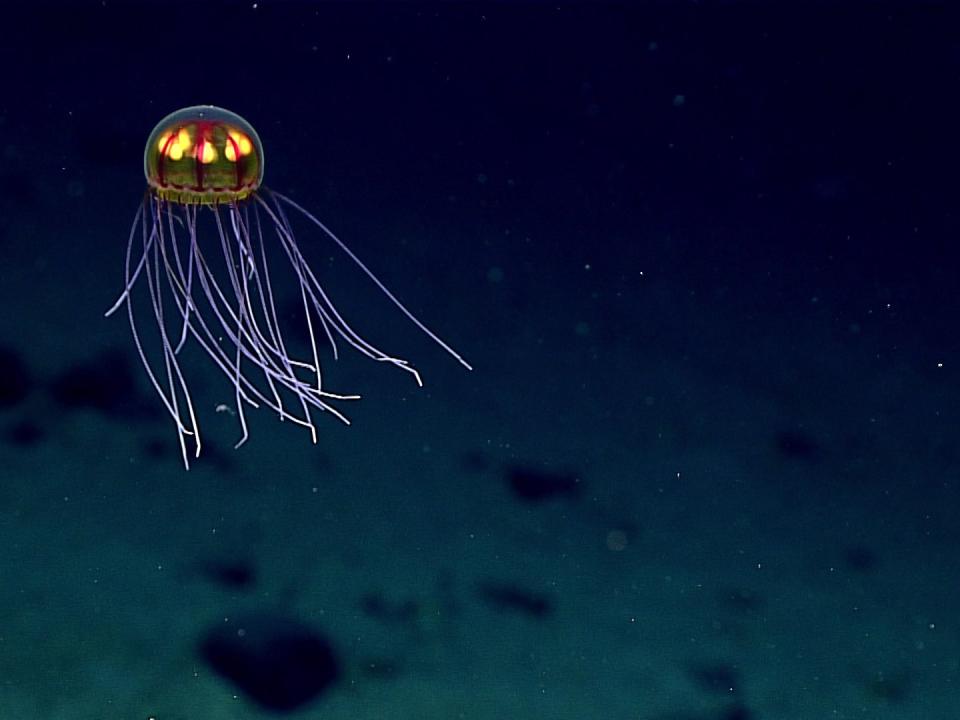 Mariana Trench