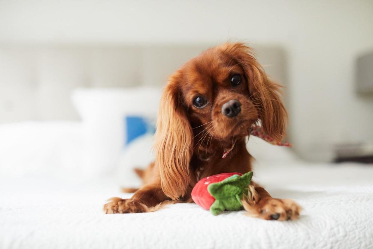 Pure breed cavalier king Charles Spaniel at home.