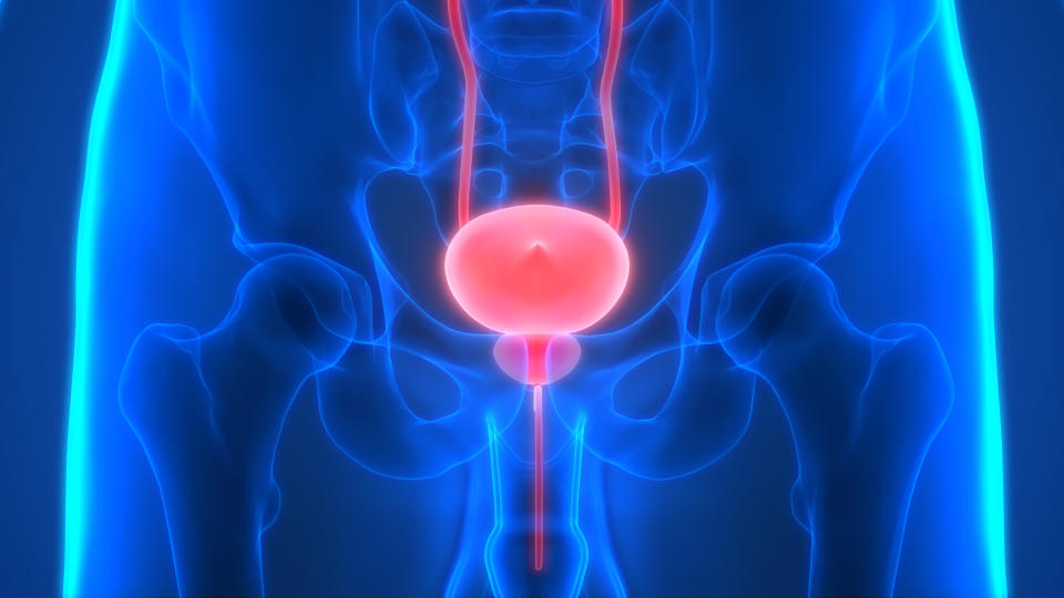 攝護腺位於膀胱下方，能控制尿流以及分泌形成精液的物質。（圖／Getty Images）