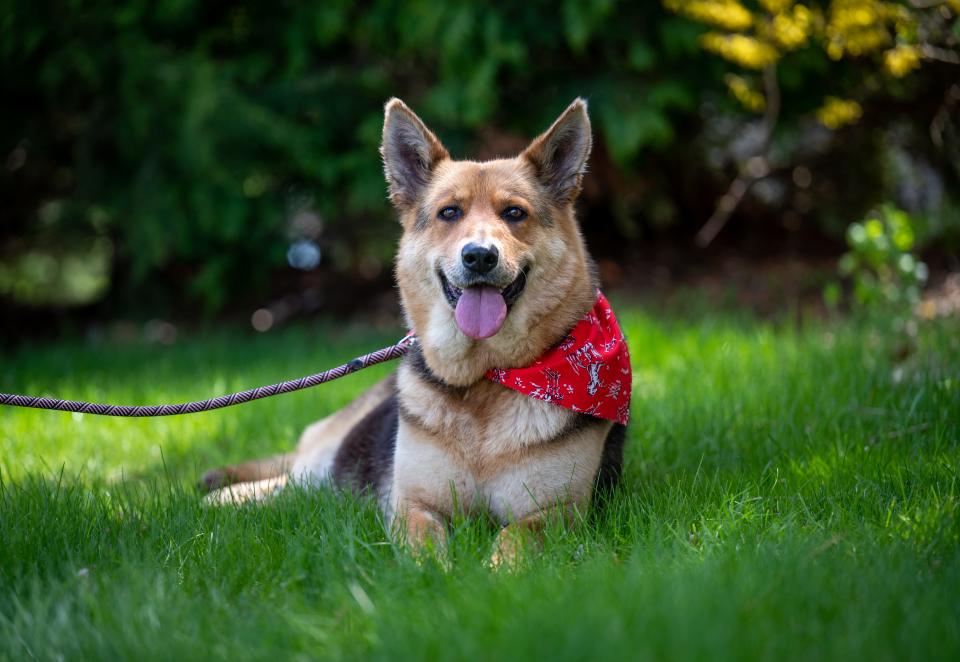 Nikki, a German Shepherd, was seen roaming the streets in Detroit for months after her owner died. Carrying nothing but a stuffed animal toy, she was eventually picked up by local volunteers and now has a foster home.