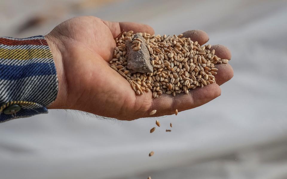 A Ukrainian farmer displays wheat grains with a stone outside of his crop storage that was destroyed last month by a Russian military strike