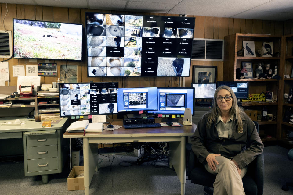 Chandra David, a condor keeper, talks during an interview in a office that monitors the California Condors at the Los Angeles Zoo, Tuesday, May 2, 2023. The latest breeding efforts to boost the population of North America's largest land bird, an endangered species where there are only several hundred in the wild, come as the avian flu has already killed 20 birds this year. (AP Photo/Richard Vogel)