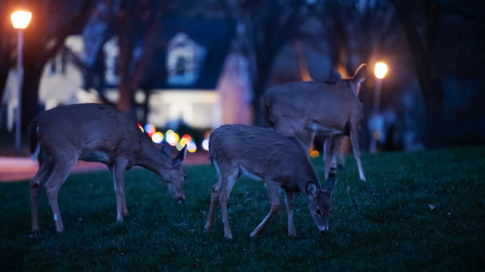 Deer graze in a front yard in Rockville, Maryland, on November 28, 2023. Dusk and November are a combo that particularly increases your chances of an encounter. - Craig Hudson/The Washington Post/Getty Images