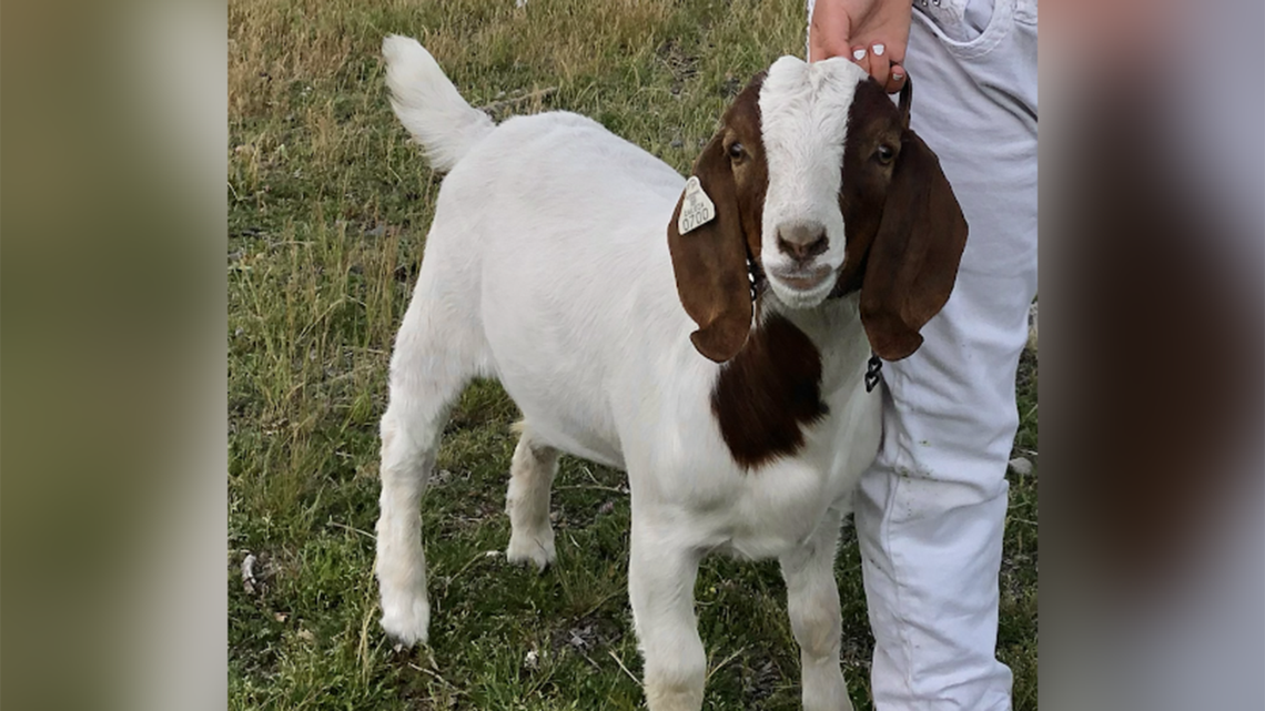 Cedar the goat shown before the family pet was seized by sheriff’s officials and taken to slaughter, according to a federal civil rights lawsuit.