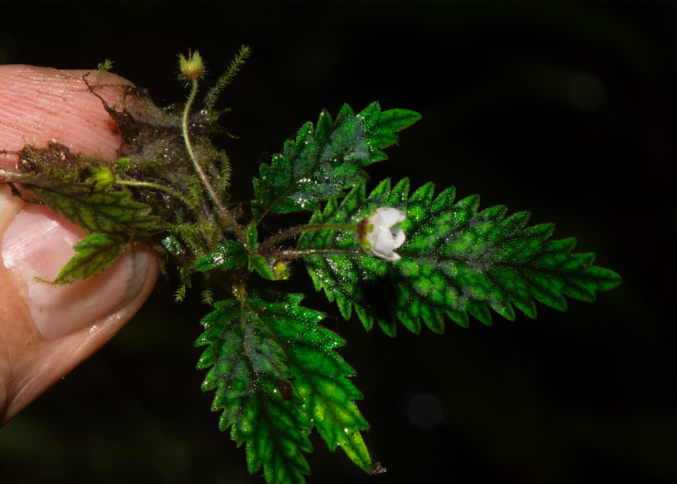 Amalophyllon miraculum in close up being held by a finger and thumb. The background is black