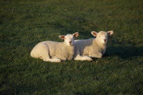 AGRICULTURE, Farming, SheepTwo Young lambs lying in a field.David Cumming / Eye Ubiquitous ...