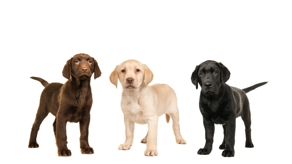 Labradors come in three colours