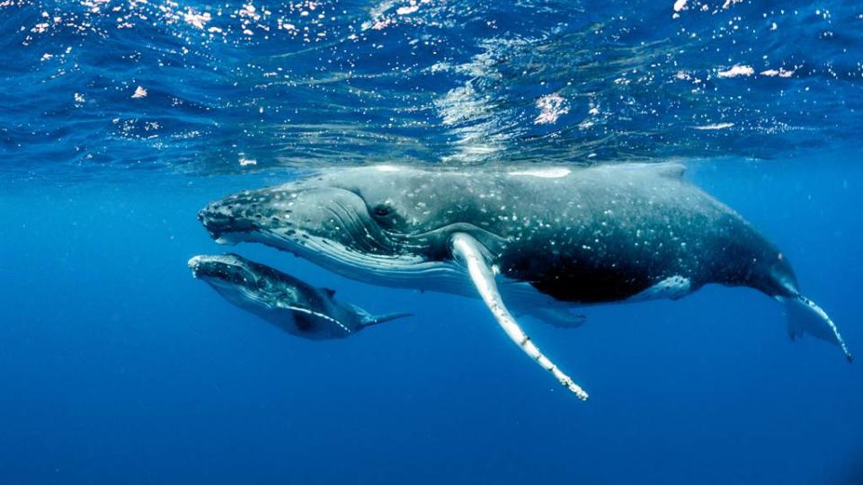 近日在澳洲藍寶石海岸有人目擊80頭鯨魚「群聚」覓食的罕見景象。(示意圖/達志影像)