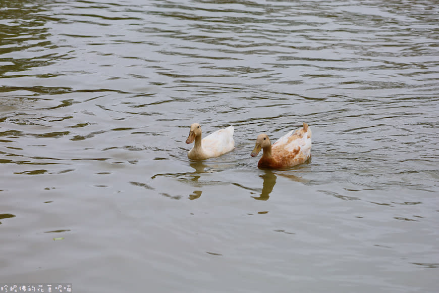 桃園｜大湖紀念公園