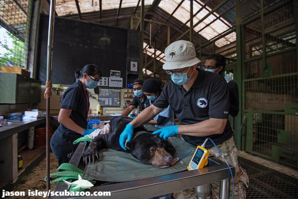 Wong (in bucket hat) and his team fitting a radio collar on sun bear Natalie. — Picture courtesy of Wildlife Wong