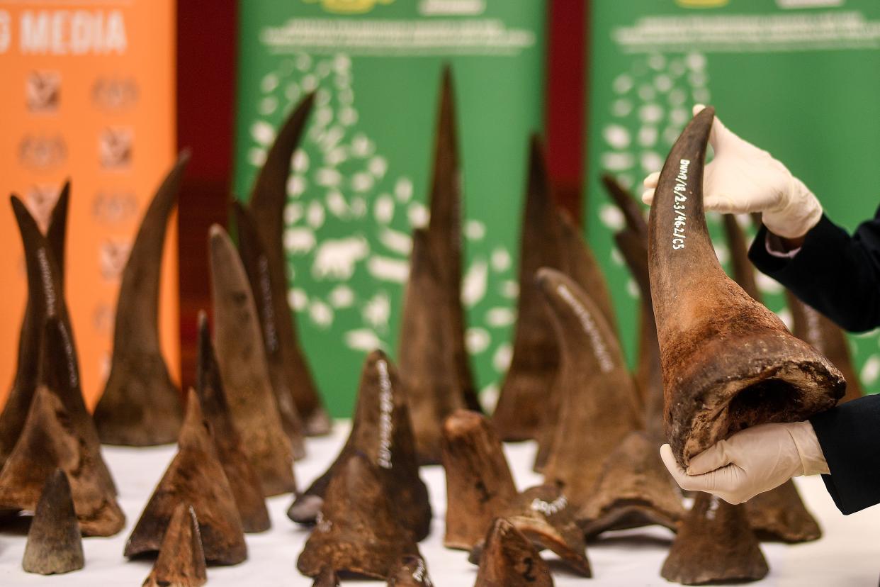 A Malaysian Wildlife official displays seized rhino horns and other animal parts at the Department of Wildlife and National Parks headquarters in Kuala Lumpur on August 20, 2018. - Malaysia has made a record seizure of 50 rhino horns worth an estimated 12 million US dollars as they were being flown to Vietnam, authorities said on August 20. (Photo by Manan VATSYAYANA / AFP)        (Photo credit should read MANAN VATSYAYANA/AFP via Getty Images)