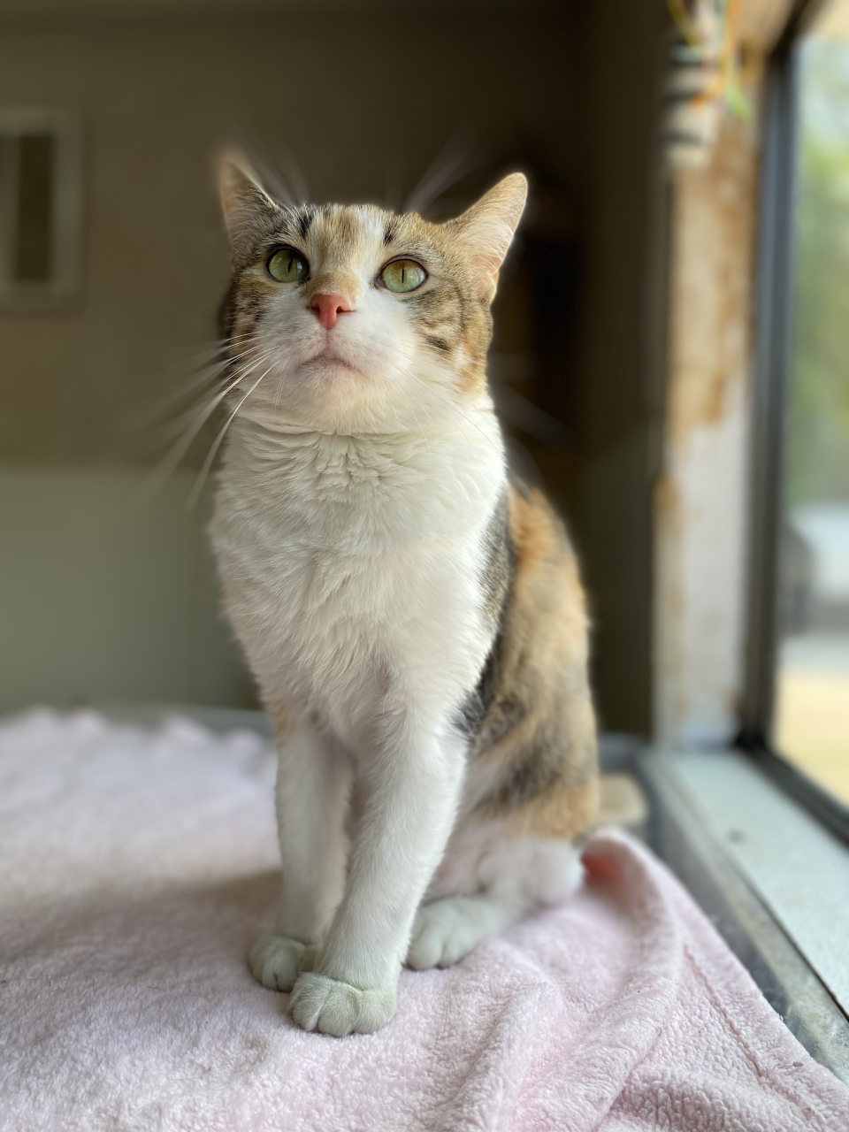 Calliope, the PAWS adoptable cat of the week