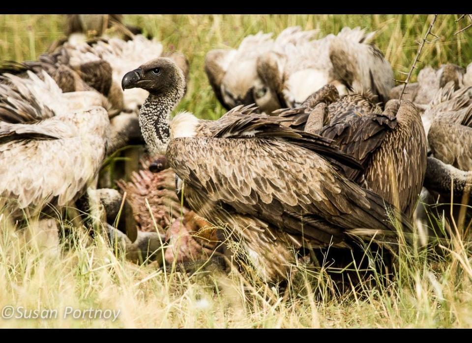 The circle of life. Vultures scavenge the remains of an unlucky impala. © Susan Portnoy