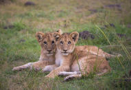 Verhoef of HerdTracker and Price of Make It Kenya - who are in the Mara Conservancies this week conducting live streaming safari broadcasts as part of Make It Kenya's #KenyaLive campaign - quickly setup their cameras to live stream the Msagata pride's newest arrivals to Internet users around the world.