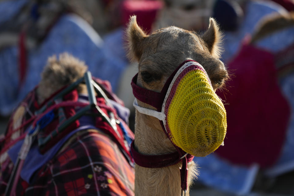 A camel waits for the next tour group in Mesaieed, Qatar, Nov. 26, 2022. Throngs of World Cup fans in Qatar looking for something to do between games are leaving Doha for a classic Gulf tourist experience: riding a camel in the desert. But the sudden rise in tourists is putting pressure on the animals, who have almost no time to rest between each ride. (AP Photo/Ashley Landis)