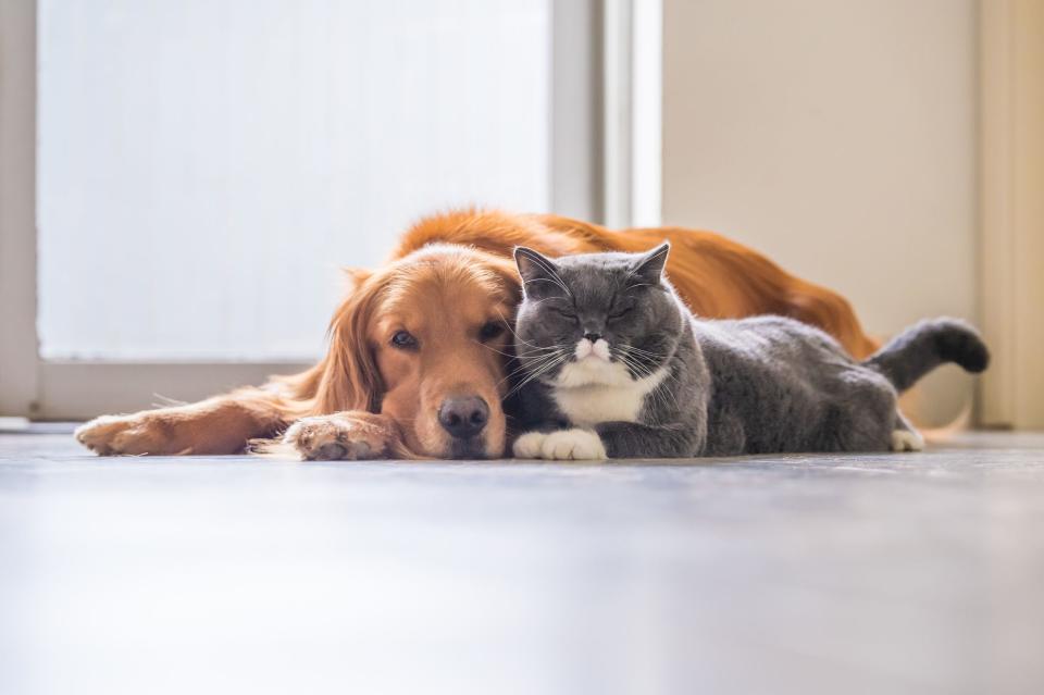 13 Dogs That Are Surprisingly Good With Cats