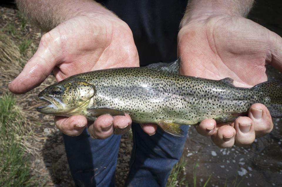 The Apache trout, found only in the cold-water streams of the White Mountains, is Arizona's state fish.