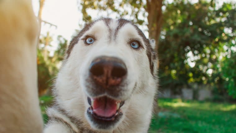 Your Dog Can Bring Home $10,000 a Year - As an Influencer