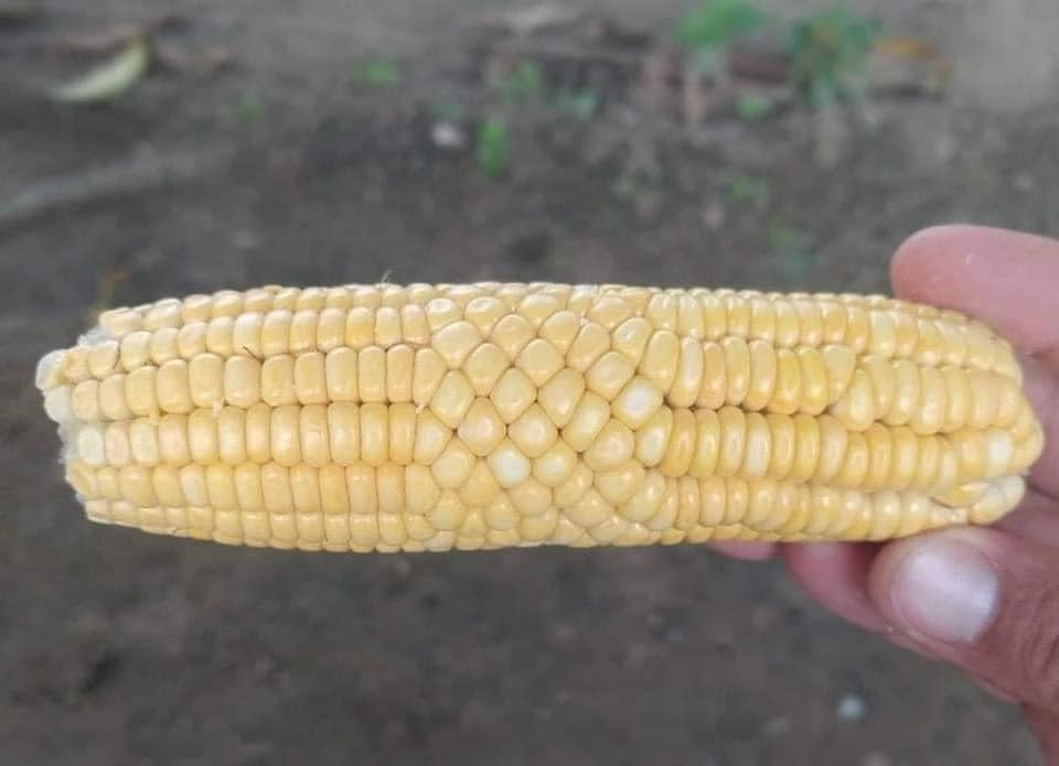 Corn that's grown strangely