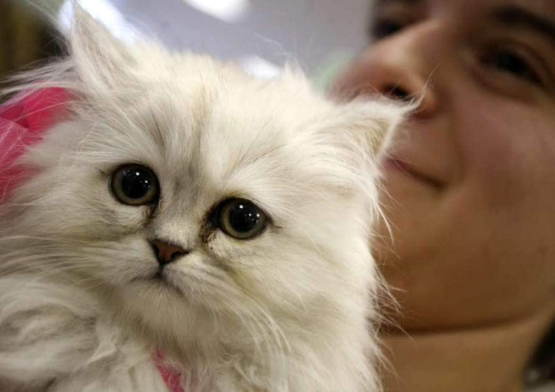 Passengers onboard a flight were left dumbstruck when a woman breastfed her cat. — AFP pic