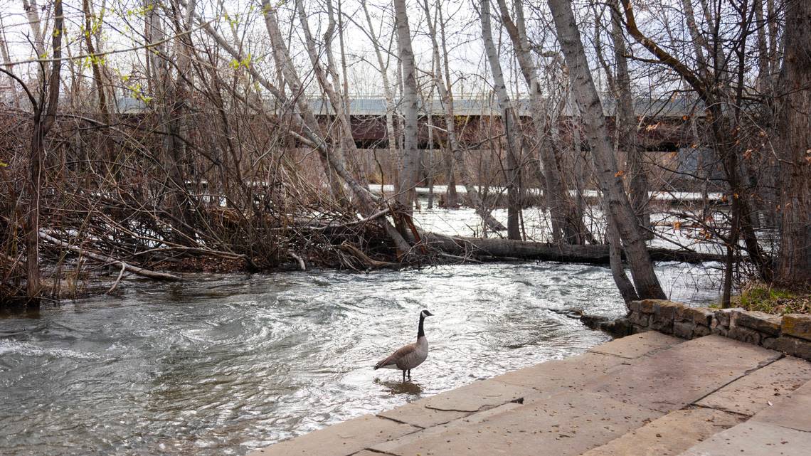 The Boise River flows out of its banks and covers some concrete steps along the Greenbelt just east of the Parkcenter Bridge. Full reservoirs from a dense snowpack and spring rain have led to a high and dangerous river the past eight weeks.