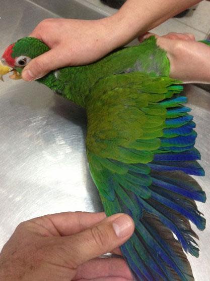 The blue wing of a blue-winged amazon (Tony Silva et al/PeerJ)