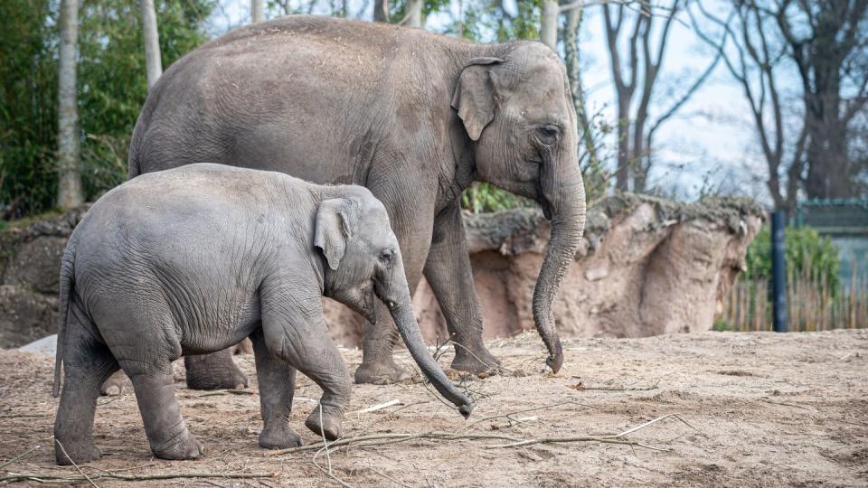 <p>Dublin Zoo might be closed to visitors, but you can still enjoy watching their beautiful animals online. The elephant live cam is particularly amazing.</p><p><a class="link " href="https://www.dublinzoo.ie/animals/animal-webcams/elephants/" rel="nofollow noopener" target="_blank" data-ylk="slk:WATCH NOW;elm:context_link;itc:0;sec:content-canvas">WATCH NOW</a></p>
