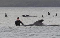 Rescuers work to save a pod of whales stranded on a sandbar in Macquarie Harbour on the rugged west coast of Tasmania on September 22, 2020. Scientists said two large pods of long-finned pilot whales became stuck on sandbars in Macquarie Harbour, on Tasmania's sparsely populated west coast.(Photo by BRODIE WEEDING/POOL/AFP via Getty Images)