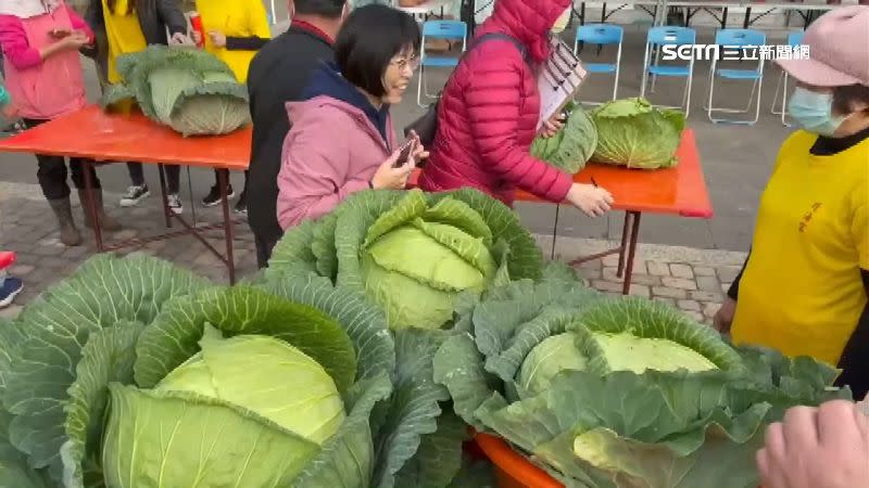 澎湖烏崁社區舉辦了好幾屆高麗菜王比賽。