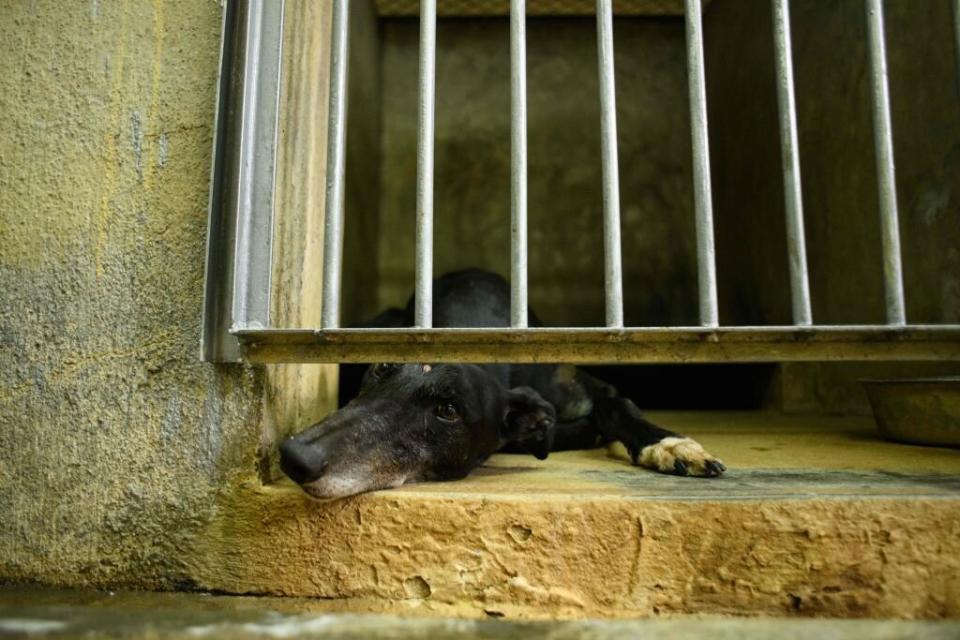 Hundreds of greyhounds that were left with skin and mouth conditions from neglect at Canidrome.