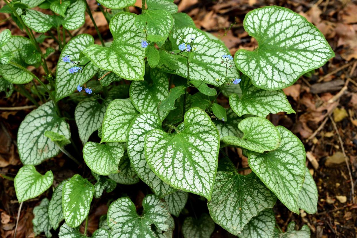 brunnera leaves