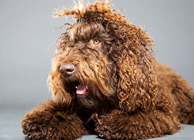 23 Medium Dog Breeds: the Best Medium-Sized Dogs for Your Family