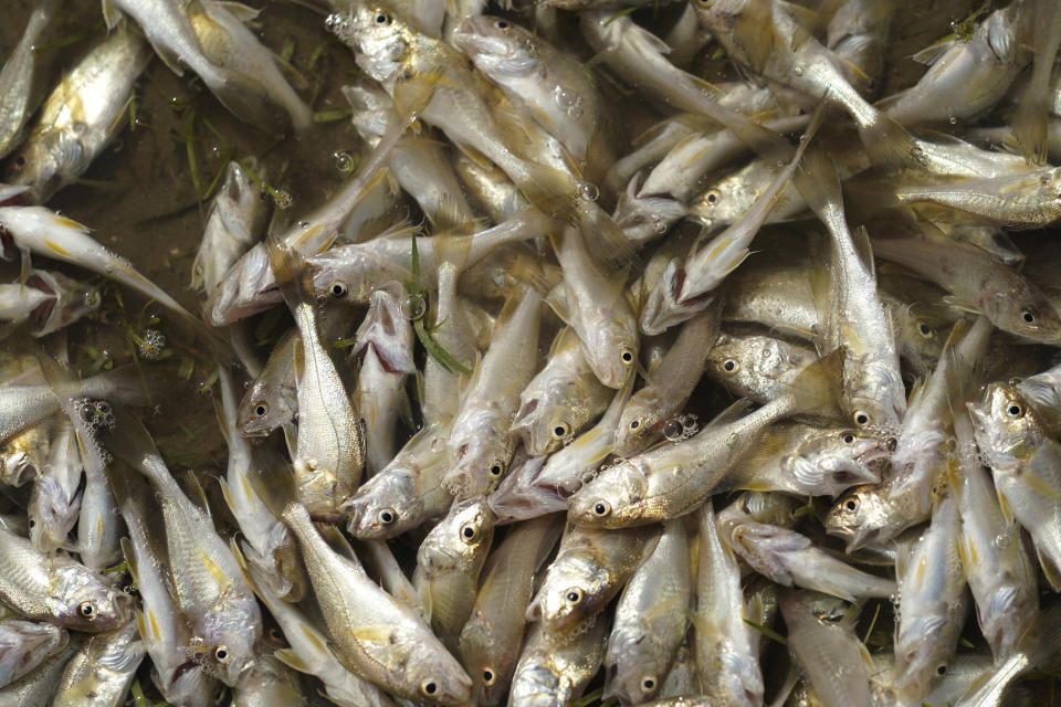 Dozens of small fish are trapped inland after Hurricane Laura made landfall, Thursday, Aug. 27, 2020, in Holly Beach, La. (AP Photo/Eric Gay)